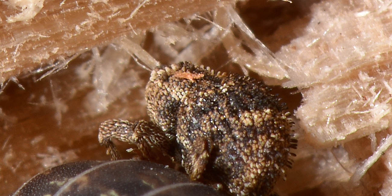 Nanophyes brevis (Nanophyidae) e Acalles parvulus temperei (Curculionidae)